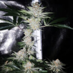 Ice Dream Paint Job - 3 Pack