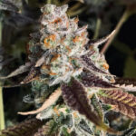 Ghost Of OrangeBud - 3 Pack