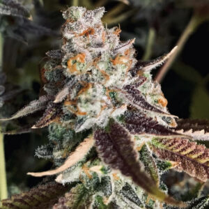 Ghost Of OrangeBud