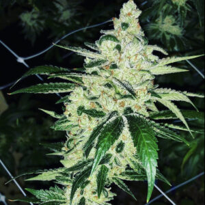 Orange Headband
