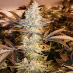 Double Glock - 6 Pack