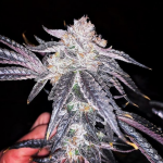 Purple Praying Lady II (Limited Re-Release!) - 6 Pack