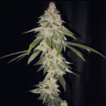 End Of Days - 3 Pack