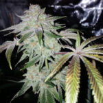 O.M.G. Haze - 3 Pack
