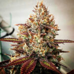 Aetherial Orange - 6 Pack