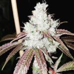 Sour Orànge - 3 Pack