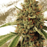 Ghost In The Sunshine - 3 Pack