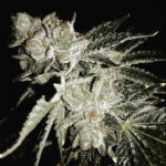 Sour Orange Gumball - 3 Pack