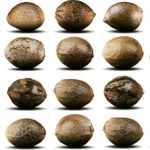 Pre-2003 AK-47 Bundle(Regular) - Bundle Pack(All 17 Varietals In 7pk Size)