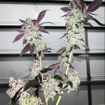 Run The Jewels (Regular) - 7 Pack Regs