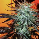 Tropic Of Kalashnikov - 3 Pack