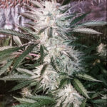 Pin-Up Girl - 3 Pack