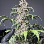 Jedi Mind Tricks V2 - 3 Pack