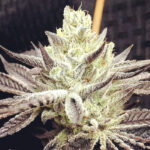 Wacced Out Mural - 3 Pack