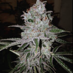 Vanishing Point - 3 Pack