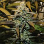 Pineapple Pina Chemlada - 3 Pack