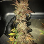 Grapes Of Wrath - 3 Pack