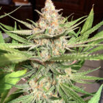 Painted Lady - 3 Pack