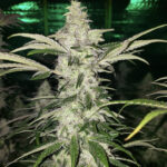 Vanilla Re-Up - 3 Pack