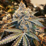 Orange RootBeer Float - 3 Pack