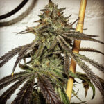 Blood Orange Skunk - 3 Pack