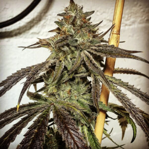Blood Orange Skunk