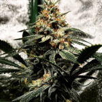 Lemon Glaze - 3 Pack