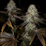 Apple Dreamsicle - 3 Pack