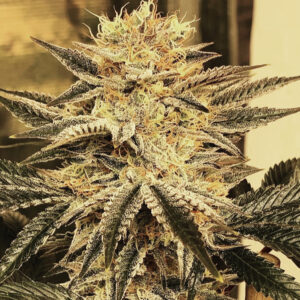 Orange Chem Diesel