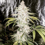 Pre-2003 AK-47 F2 (Regular) - 15 Pack Regs