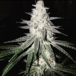 In The Taiga - 3 Pack