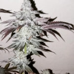 AK Punchberries - 6 Pack