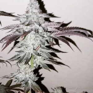 AK Punchberries