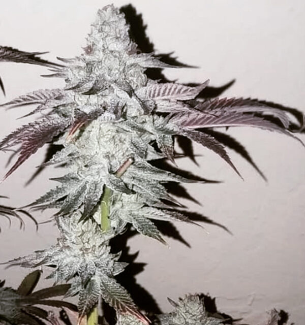 AK Punchberries