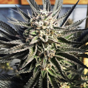Cherry Pie #47