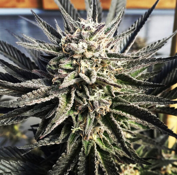 Cherry Pie #47