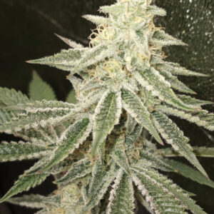 AK Sour Grape Diesel