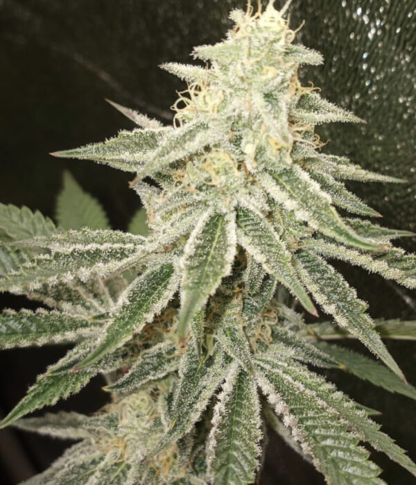 AK Sour Grape Diesel