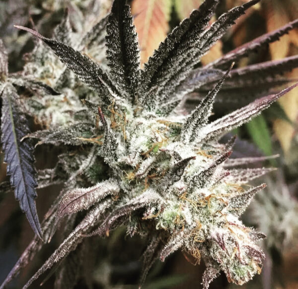 Urkel's AK