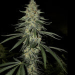 Fully Strapped Headband - 3 Pack