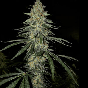 Fully Strapped Headband