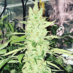 Halloween Headband - 3 Pack