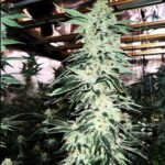 BubbleBand (Headband Bx) - 3 Pack