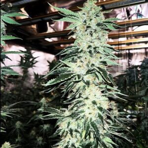 BubbleBand (Headband Bx)