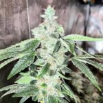 Lemon SkunkBand - 3 Pack