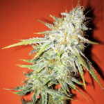 Blackberry SkunkBand - 6 Pack