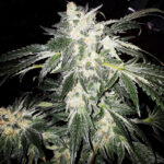 Sour Apple Headband - 3 Pack