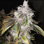 Sour Purple Headband - 3 Pack