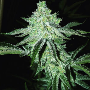 Pineapple CheeseBand