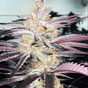 Vader's Purple Paint Job